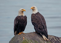 Birds of North America - Wildlife Photographs by Joachim Ruhstein