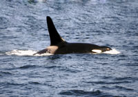 Killer Whales (Orca) Wildlife Photographs by Joachim Ruhstein
