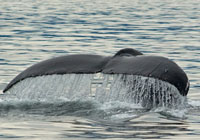 Humpback Whales -  Wildlife Photographs by Joachim Ruhstein