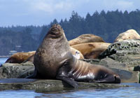 Sea Lions and Seals -  Wildlife Photographs by Joachim Ruhstein