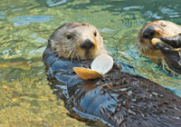 Sea Otter -  Wildlife Photographs by Joachim Ruhstein